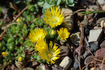 Image of Gold Nugget Ice Plant